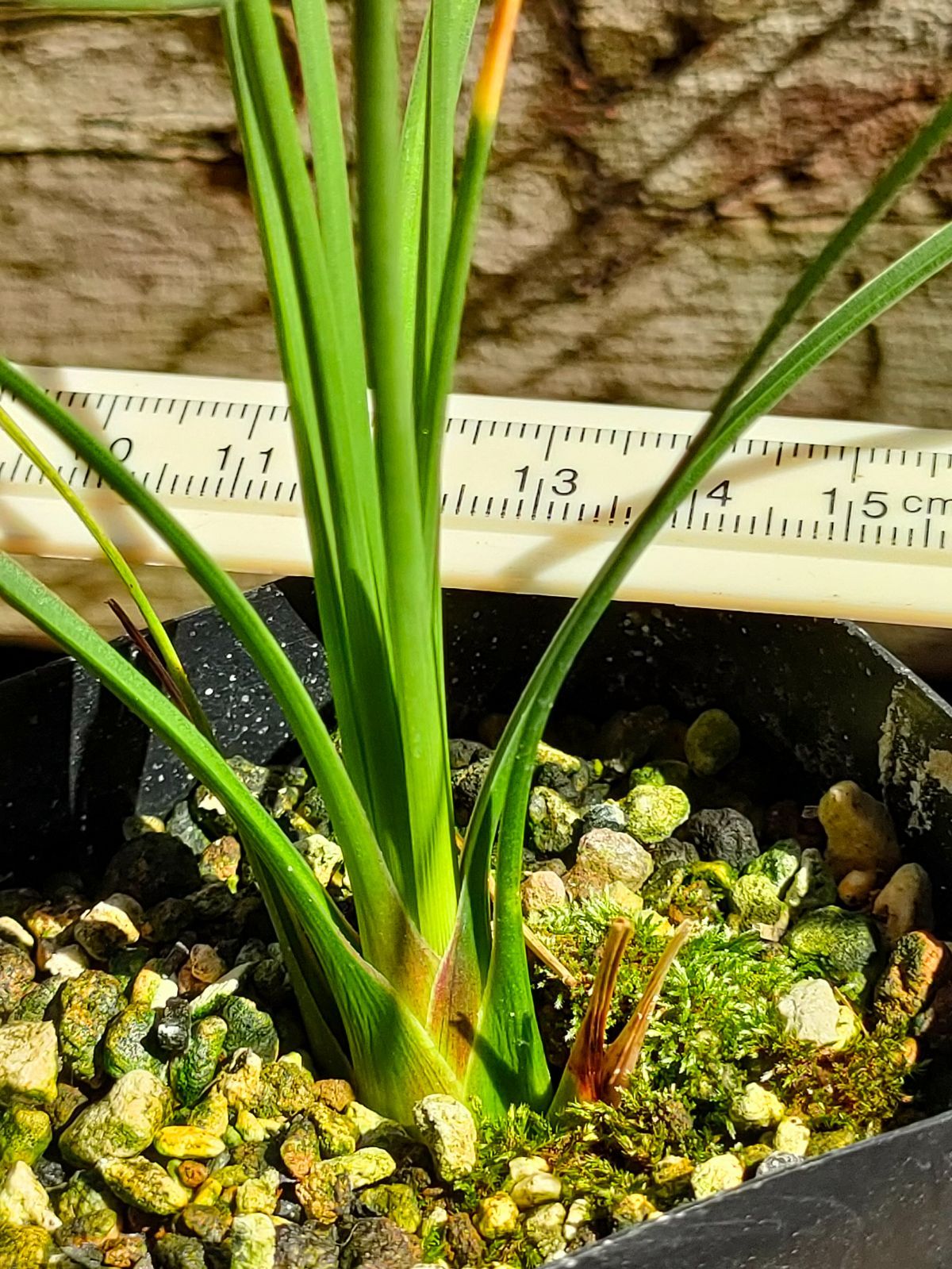 ダシリリオン セット ウィーレリ＆ロンギシマム - メルカリ