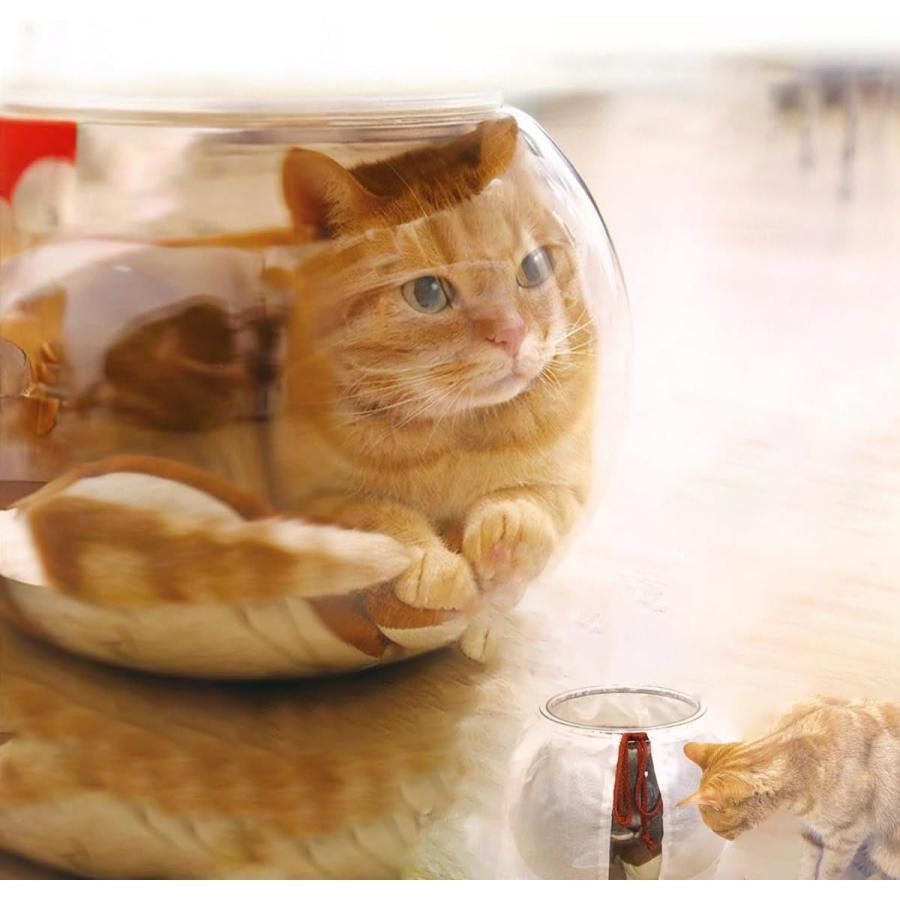 キャティーマン にゃんこの金魚鉢 猫 にゃんこの金魚鉢 猫 猫