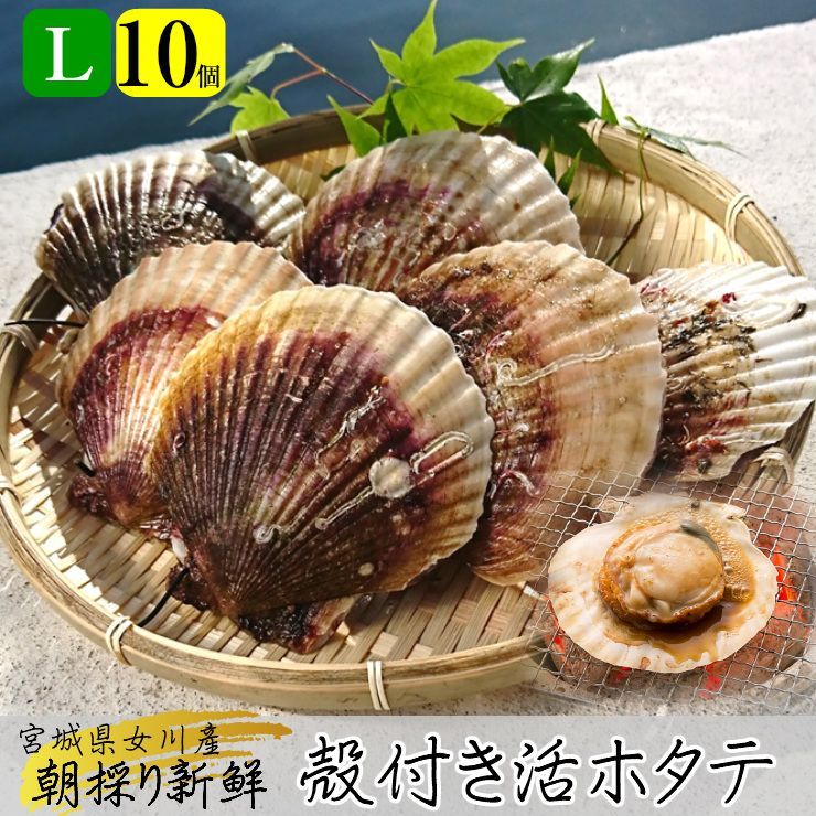 【令和6年6月頃販売開始】今朝採り『殻付きホタテ 特大 Ｌサイズ10枚』活きたまま発送 海の幸 三陸 宮城 女川 産地直送 産直 高級 お取り寄せ グルメ ギフト 熨斗可 殻付き 生食 生ホタテ 帆立 貝柱 貝ひも 刺身 キャンプ飯 バーベキュー 海鮮 bbq