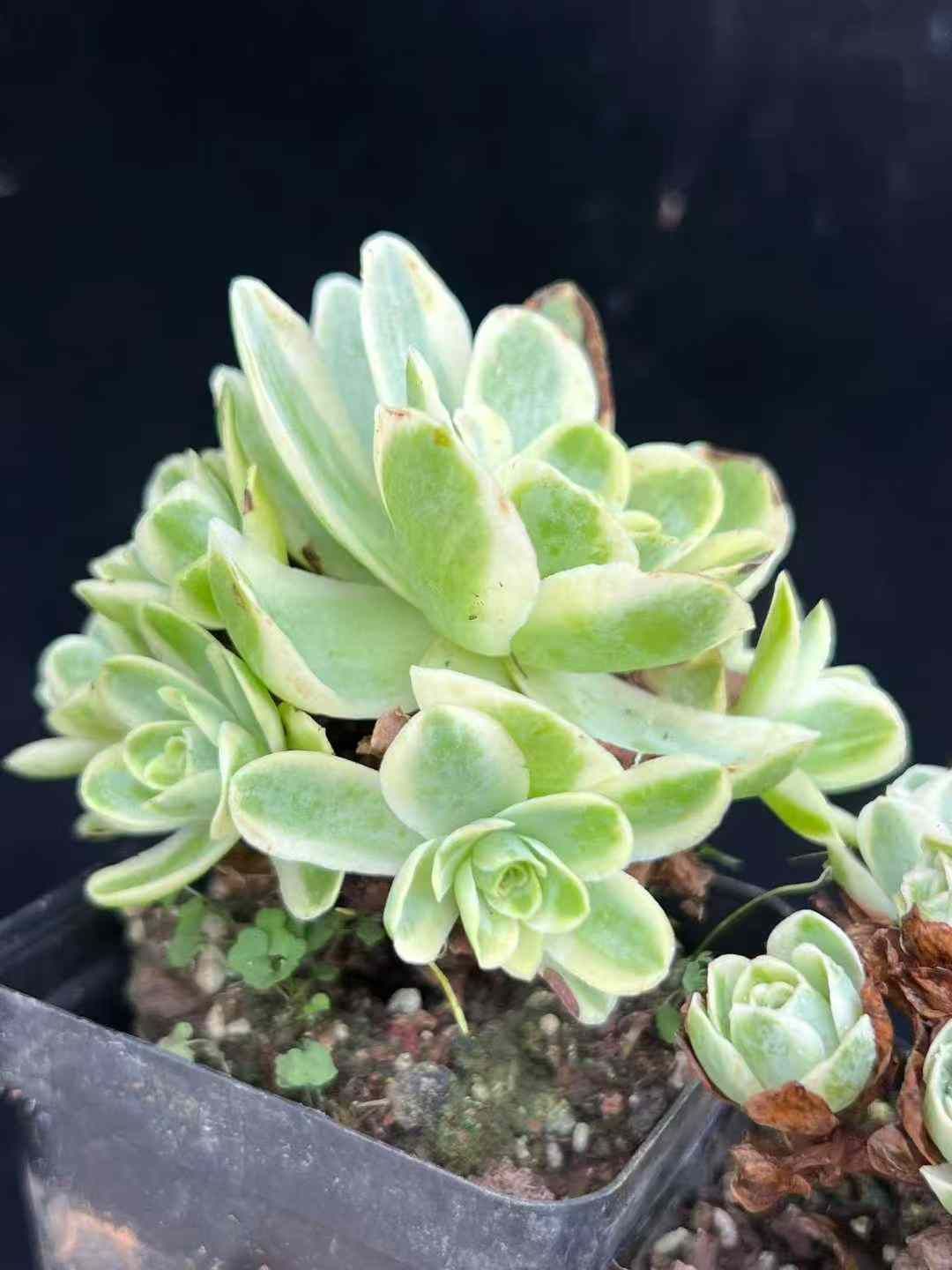 WBLHF2239×54 バラニシキグン 抜き苗 多肉植物 アエオニウム