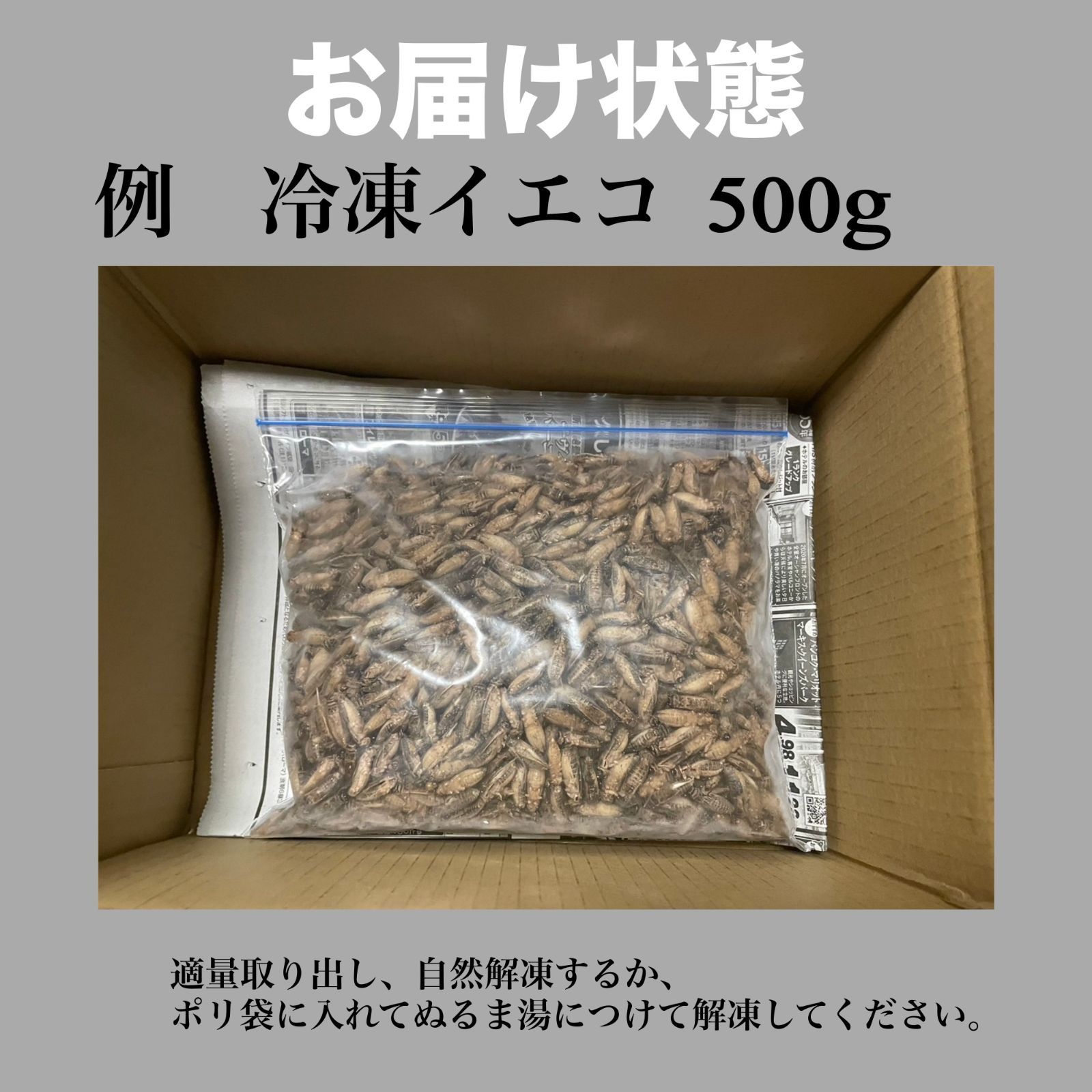 冷凍 クロコオロギ