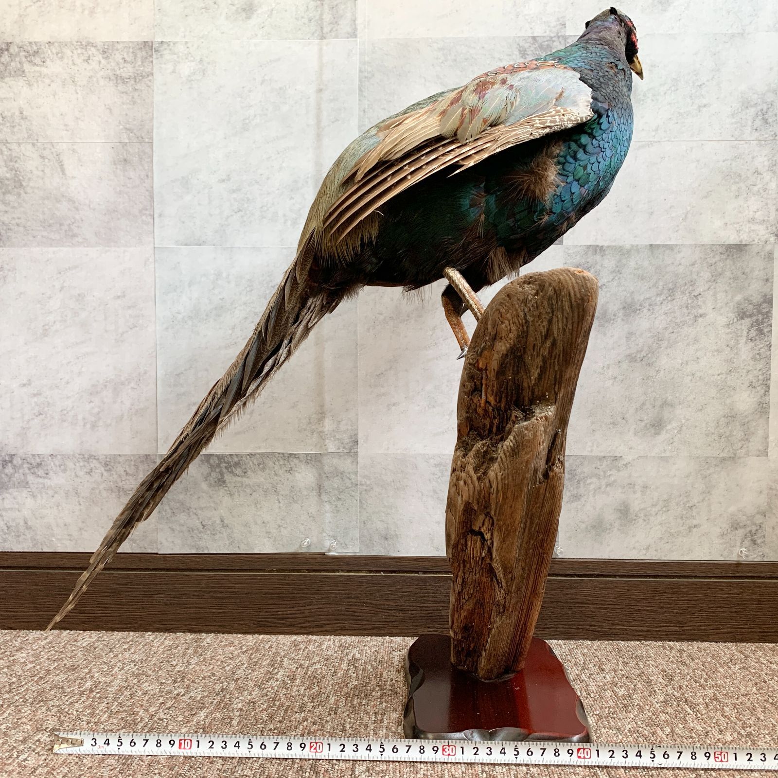 雉 剥製 キジ 鳥 置き物 飾り インテリア - メルカリ