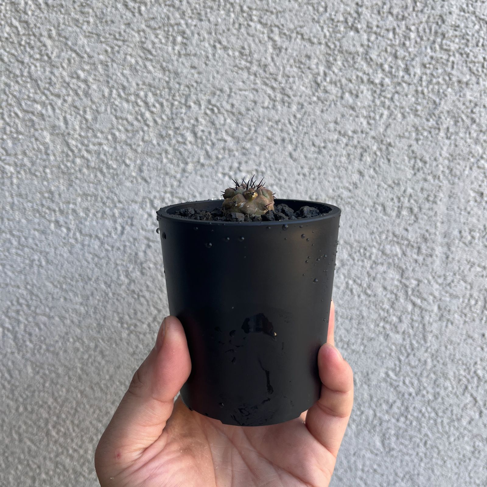 コピアポア シネ 黒王丸 ｜Copiapoa cinerea 発根株 実生株 16 YUZUMIYA_COM