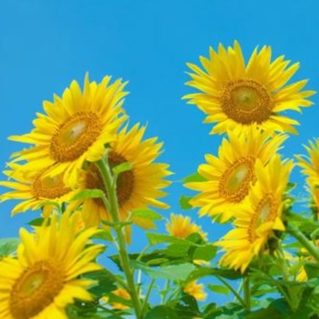 ひまわり ロシア 花の種 - メルカリ ひまわり ロシア 花の種 - メルカリ