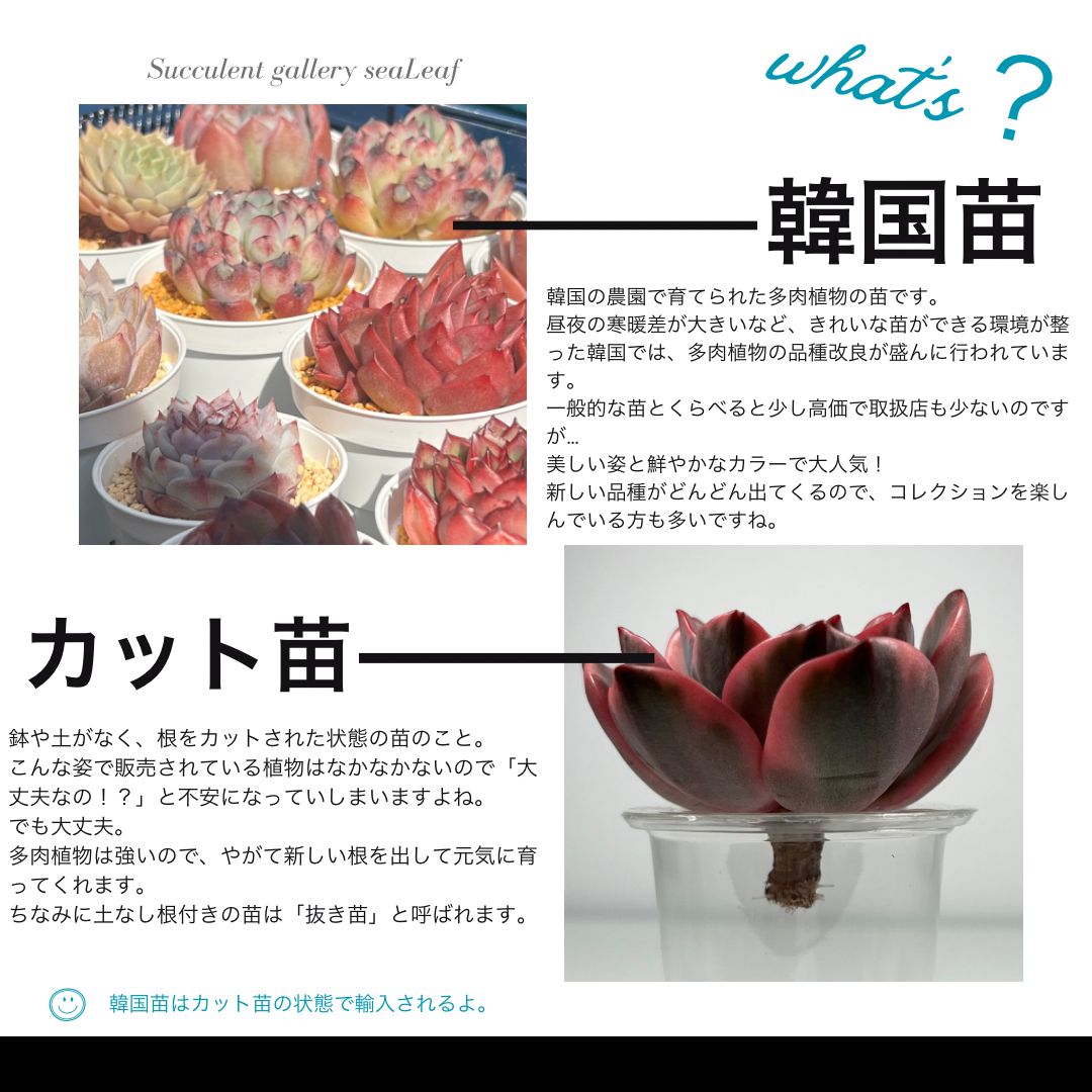 新品種〉韓国苗 エケベリア シェリーオーク 多肉植物 - メルカリ