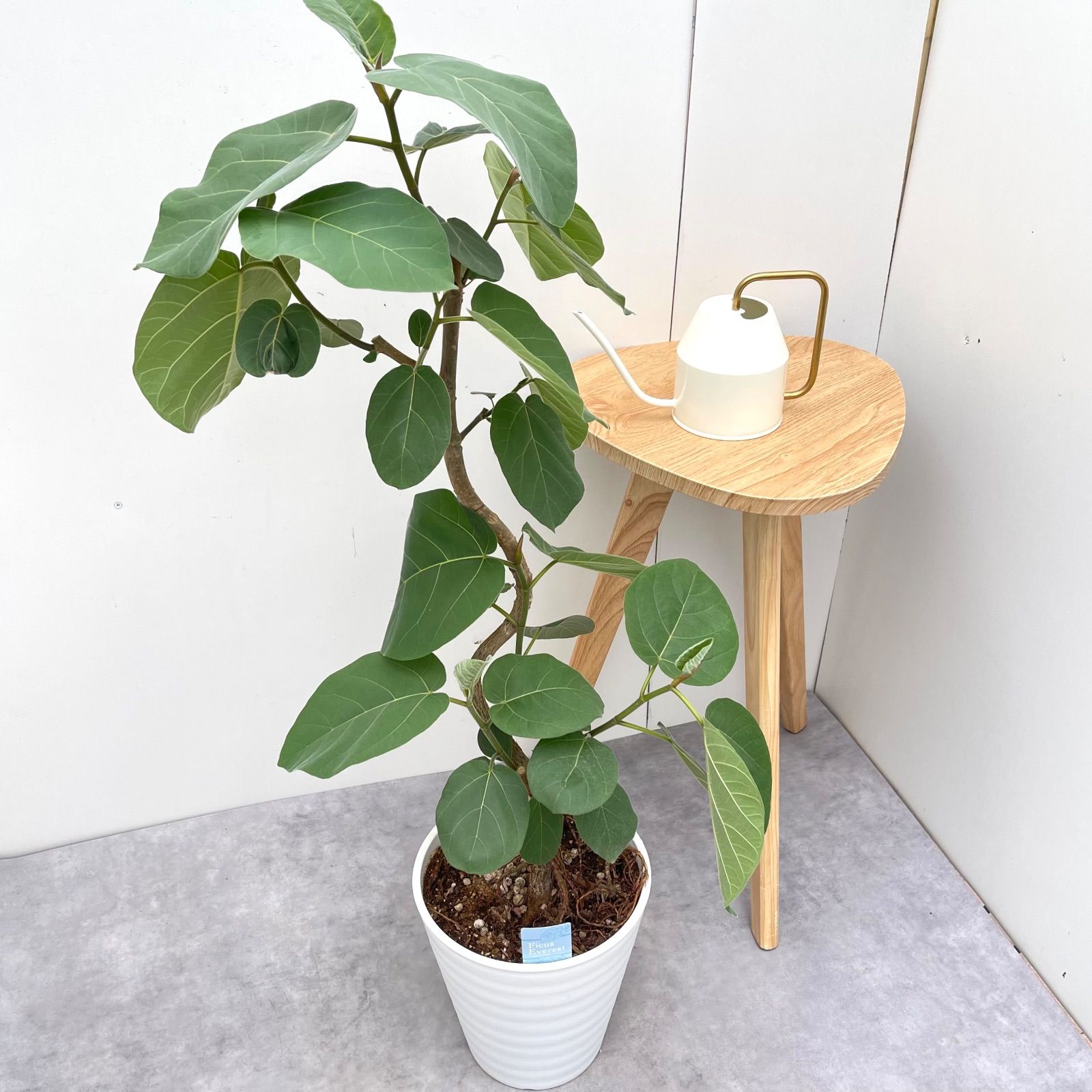 フィカス エベレスト 3 現品 観葉植物 室内 大型