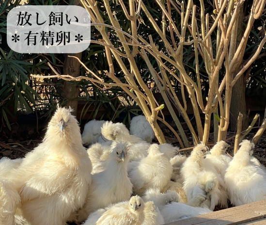 東京烏骨鶏 烏骨鶏 ８個 有精卵 放し飼い ふわふわ もこもこ 送料無料