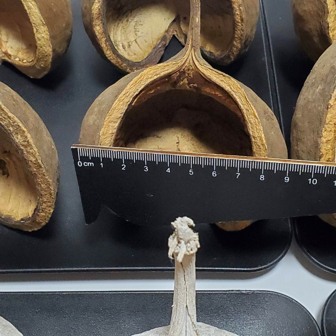 贈り物 プレゼント