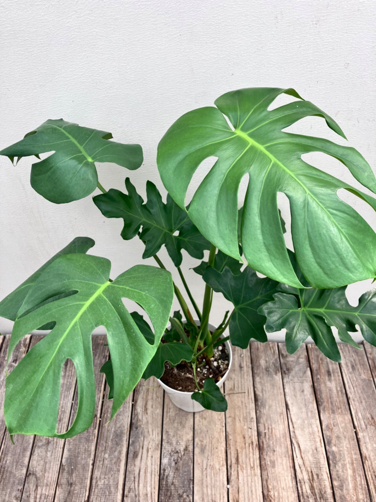 87」モンステラ ボルシギアナ オーレア 斑入り Monstera