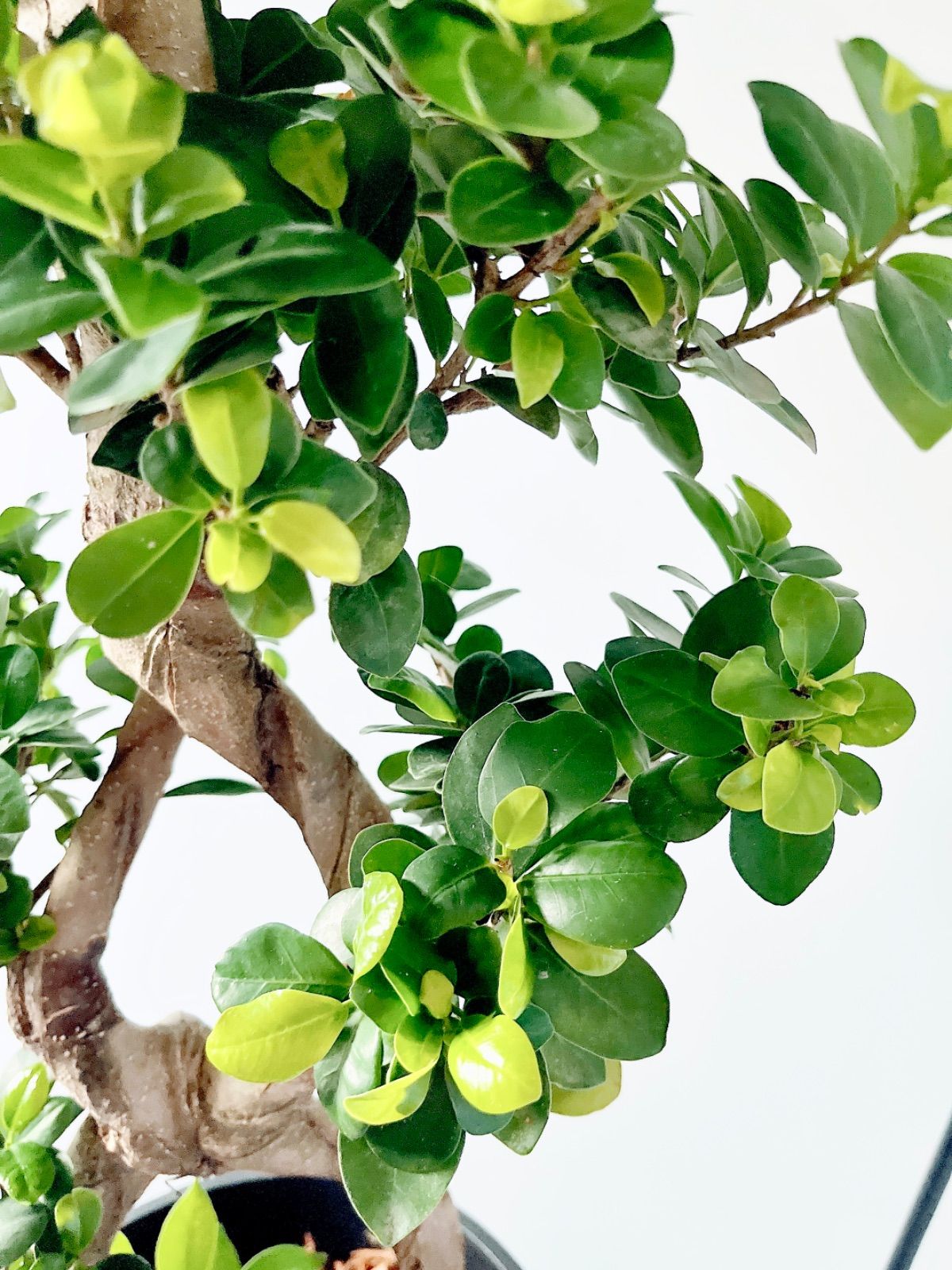 八の字 パンダガジュマル