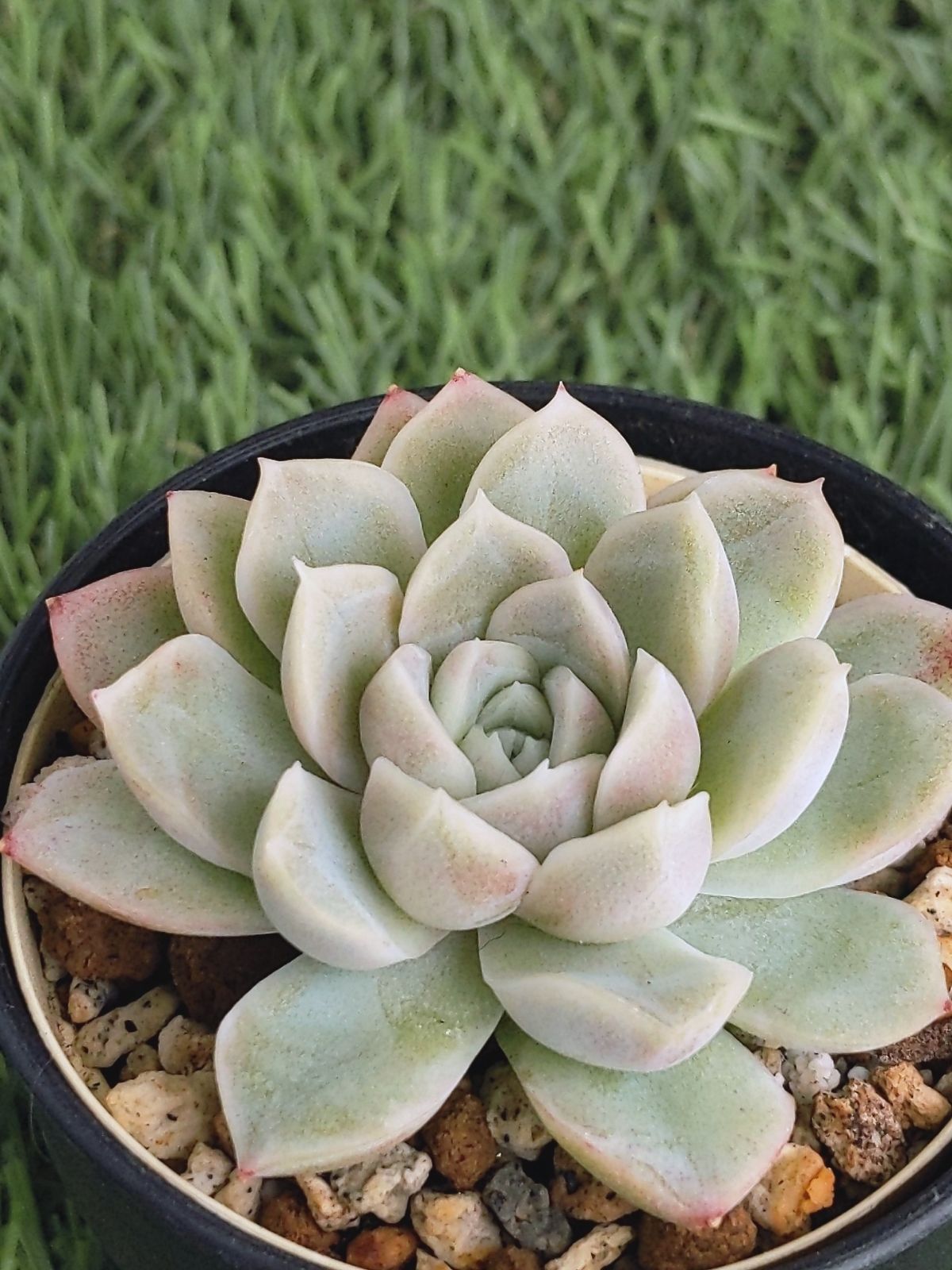 多肉植物 ヒューミリス 抜き苗 多肉植物 ヒューミリス 抜き苗