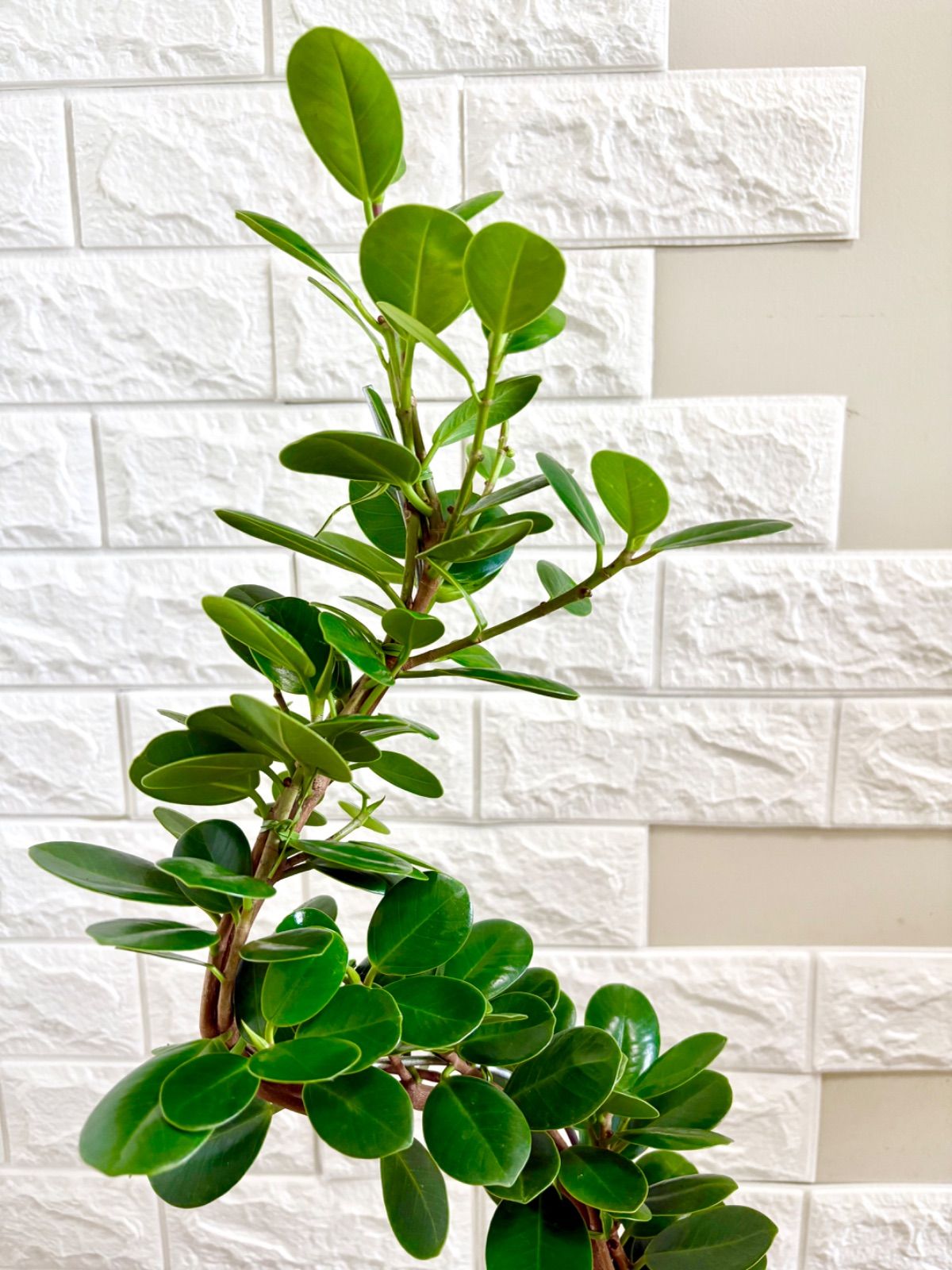 大株‼️曲がり✨パンダガジュマル‼️幸運を招く！