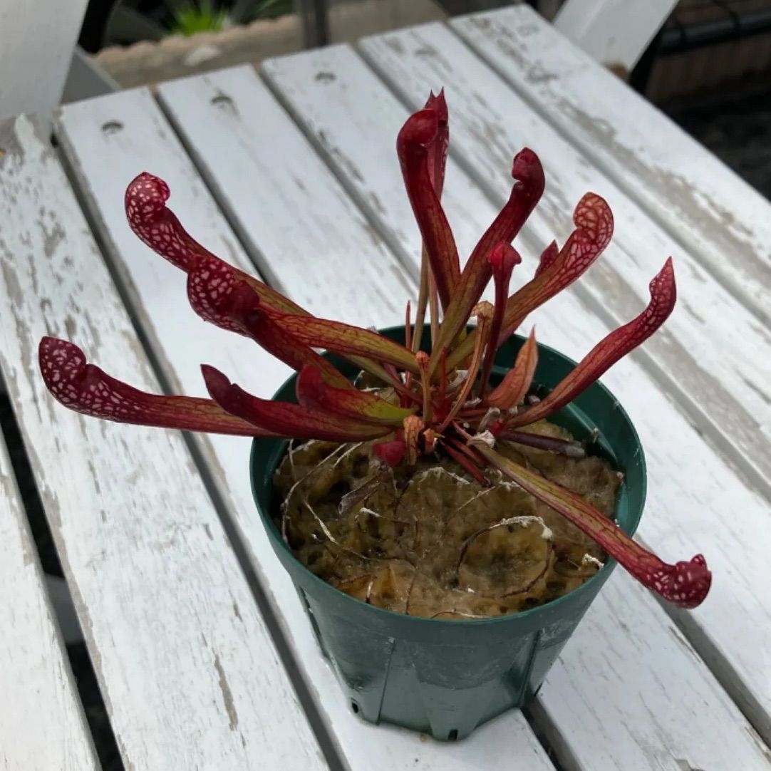 サラセニア スカーレッドベル 食虫植物 - メルカリ