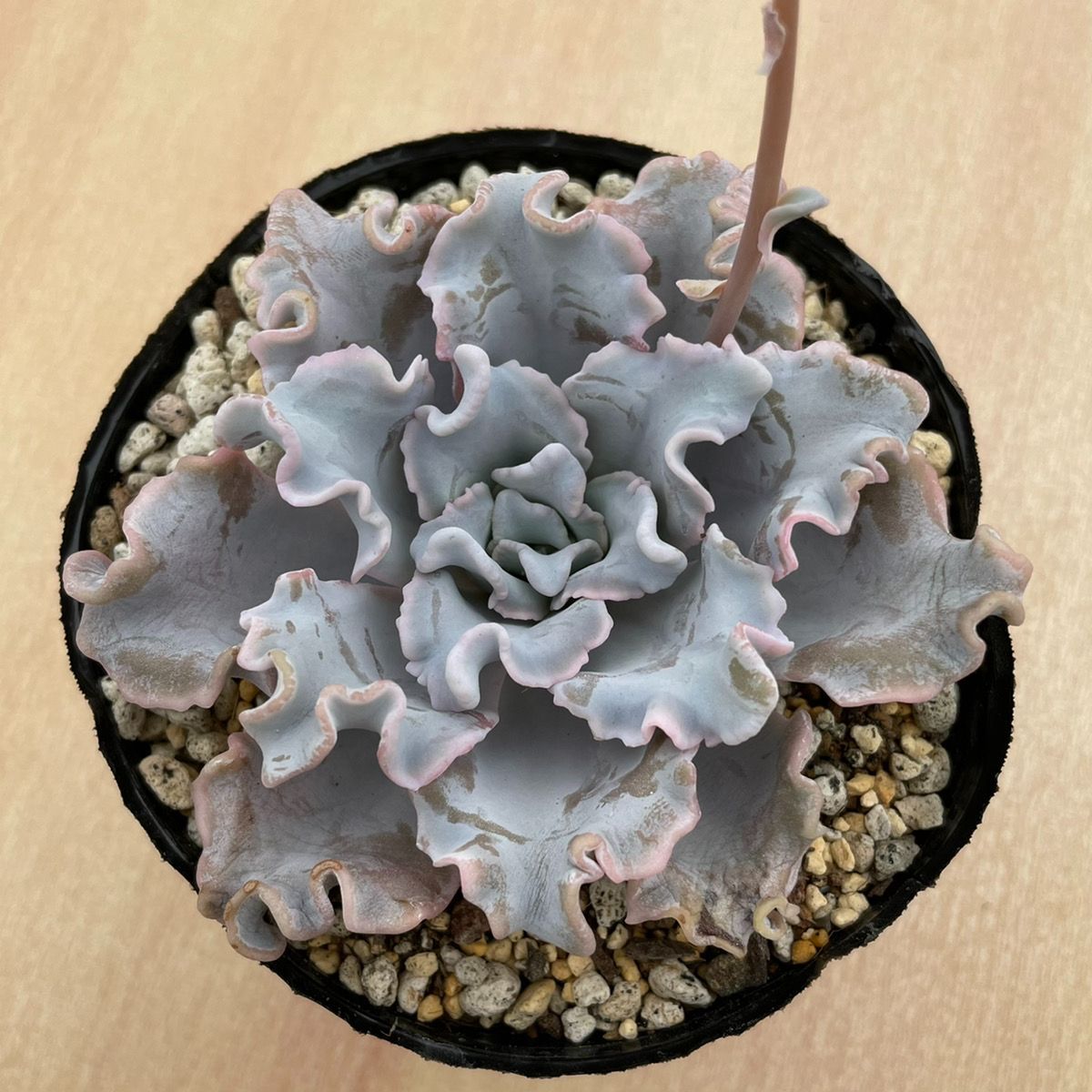 クリスペートビューティー 多肉植物 エケベリア 韓国苗 - メルカリ クリスペートビューティー 多肉植物 エケベリア 韓国苗 - メルカリ