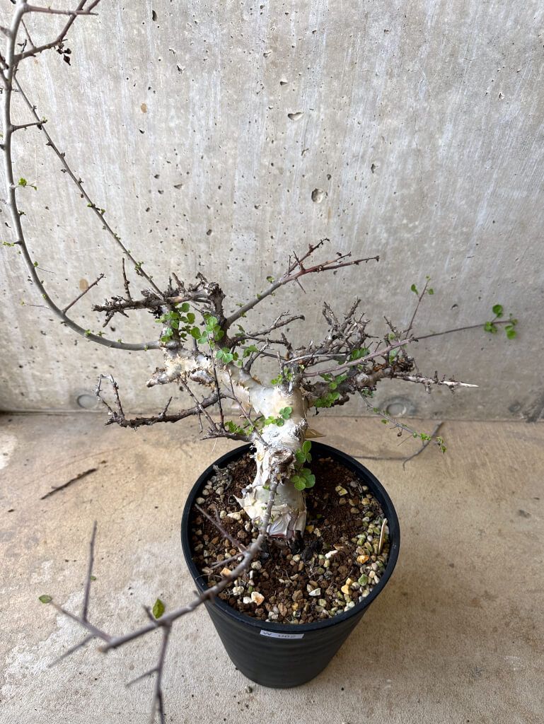 現品限り コミフォラ カタフ ターカネンシス 現地株 発根済み 約10ヶ月管理 W62 Commiphora kataf turkanensis 植物 塊根植物 夏型 コーデックス