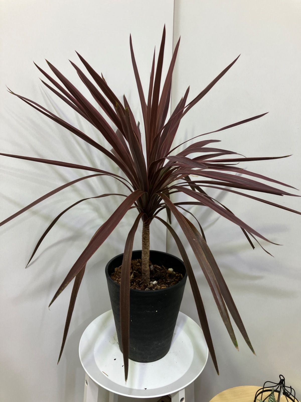 現品］80番 フィカス アルテシマ 曲がり 10号 尺鉢 観葉植物 室内 大型