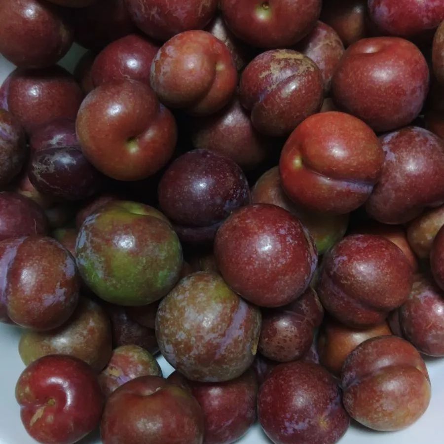 【海外定番】 スモモ 5kg 徳之島産 自然栽培･農薬不使用･農家直送 快美な