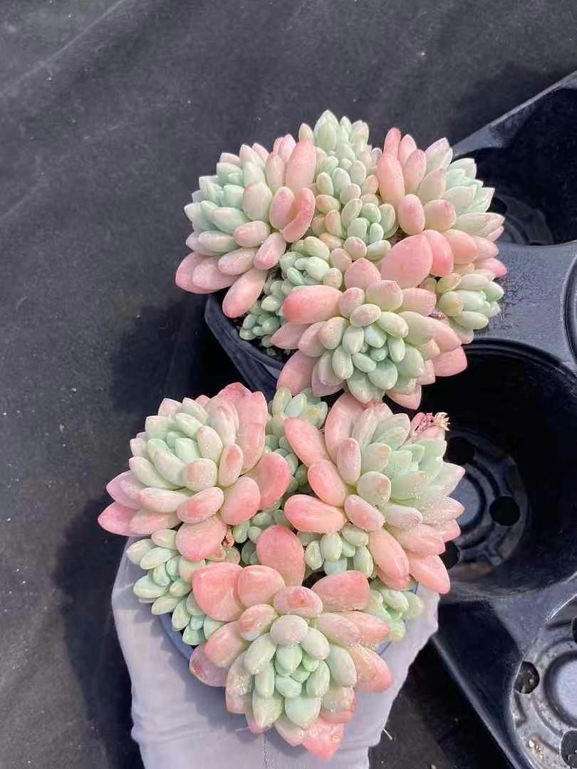 と*ん様 群生 ロココ W56×18鉢 抜き苗 多肉植物 エケベリア サボテン韓 ロココ MY6×18鉢 抜き苗 多肉植物 エケベリア サボテン 韓国苗 新入荷