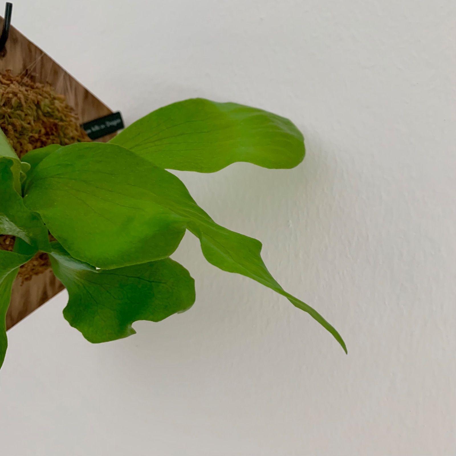 P.Hillii .Dragon OC③ | ヒリー ドラゴン 板付