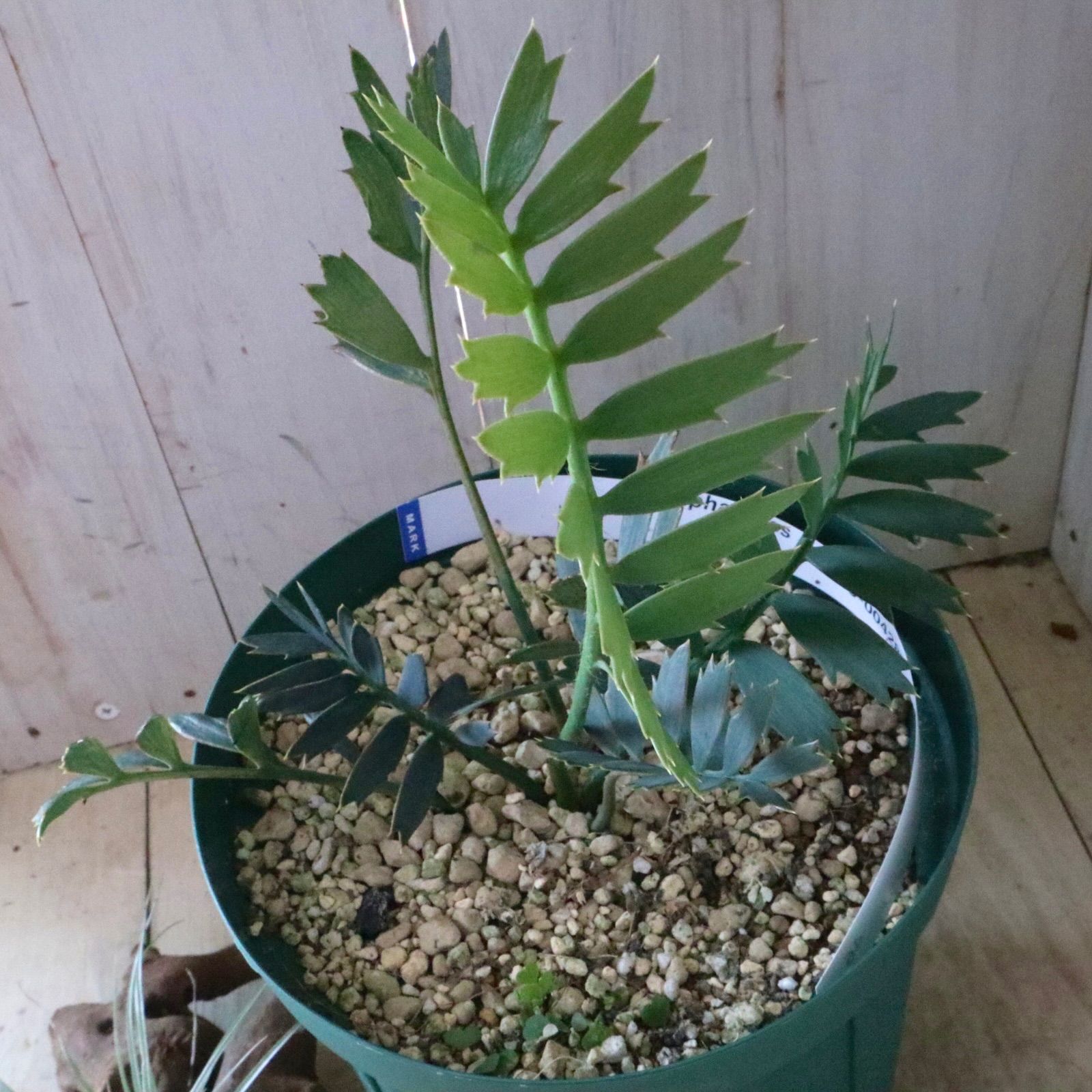 現品♡絶滅種♡ヒメオニソテツ♡ エンセファラルトス ホリダス