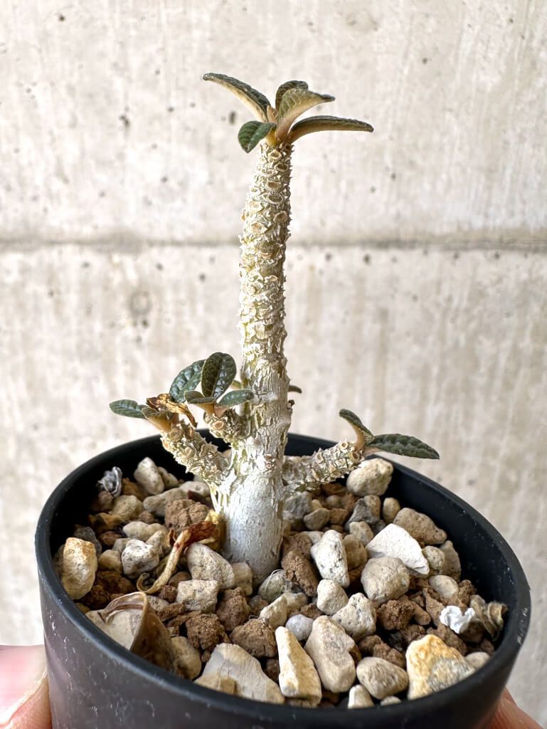 【まとめ買い】Se2601 ドルステニア ギガス 実生 まとめ買い】Se2601 ドルステニア ギガス 実生 ドルステニア