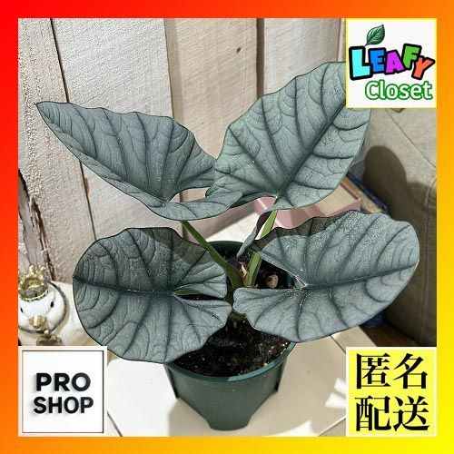 希少】メガバス デストロイヤー エヴォルジオン 2014年モデル ケース付