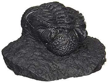 三葉虫 トリロバイト化石 三葉虫 化石 fossil ボリビア産 トライロバイト 三葉虫個体⑤