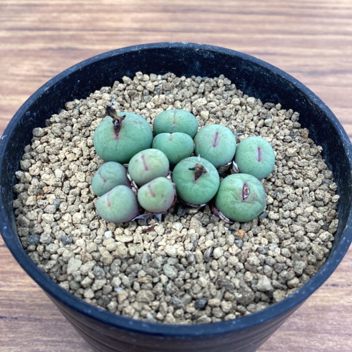 多肉植物 コノフィツム 大型パゲアエと品種不明 2点 コノフィツム