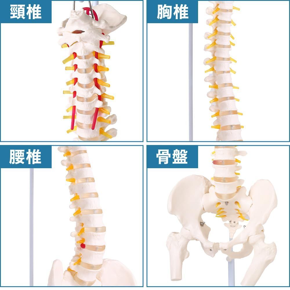 背骨 脊柱 骨格標本 模型 骨盤・大腿骨付き カイロプラクティック 整体 