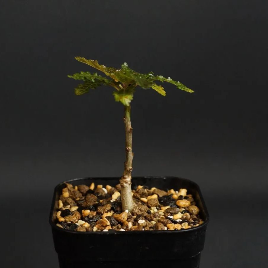 Boswellia nana ②／ボスウェリア ナナ 塊根植物 コーデックス - 植物 