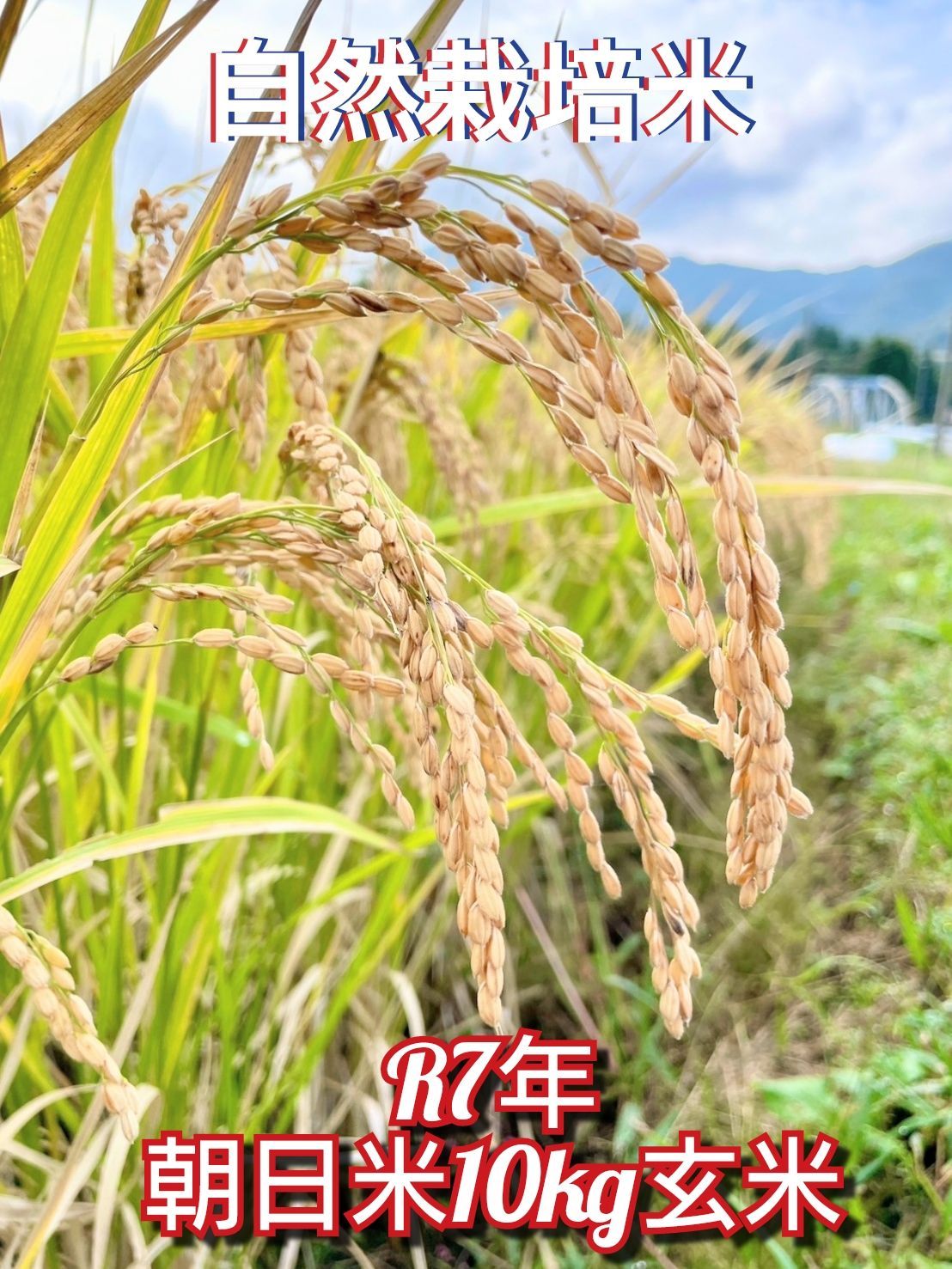 R7年 自然栽培米 朝日米10kg玄米 自然栽培米 朝日米 特徴 R7年 自然