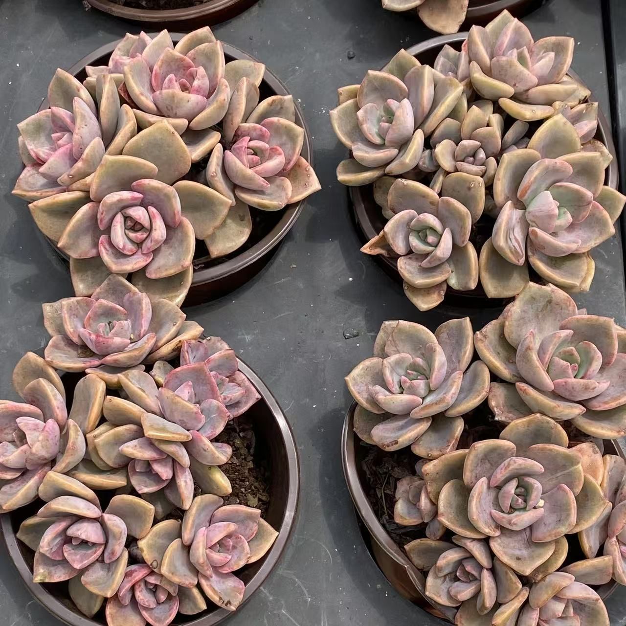 30株の抜き苗セット】 虹のキャンデー 多肉植物 佐川急便発送