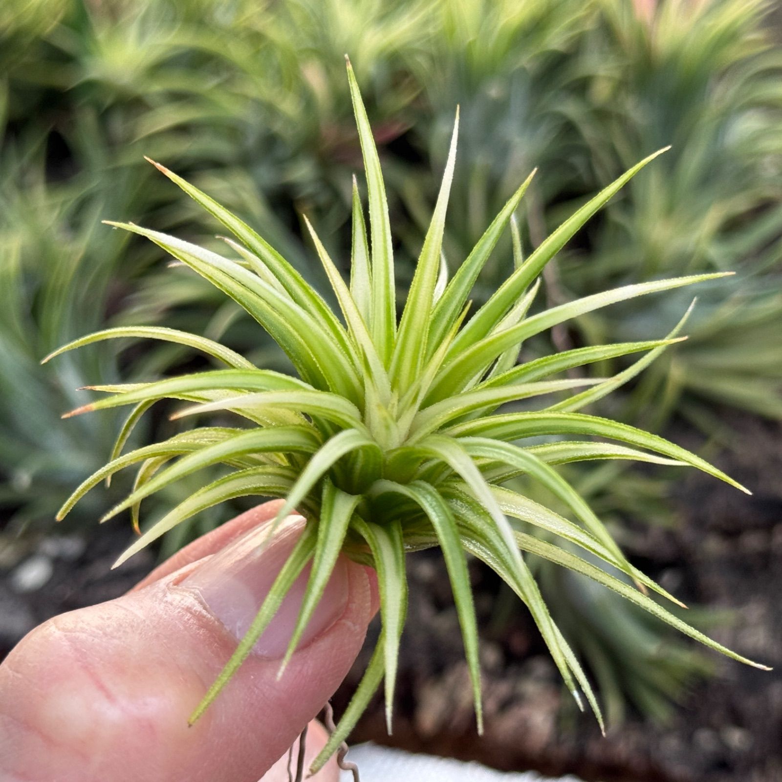 Tillandsia