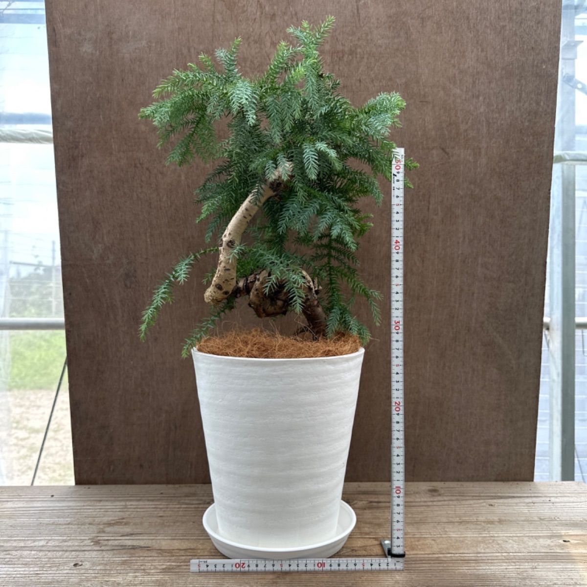 アロカリア② 8号 観葉植物 観葉 植物 黄金昇り竜 シマナンヨウスギ