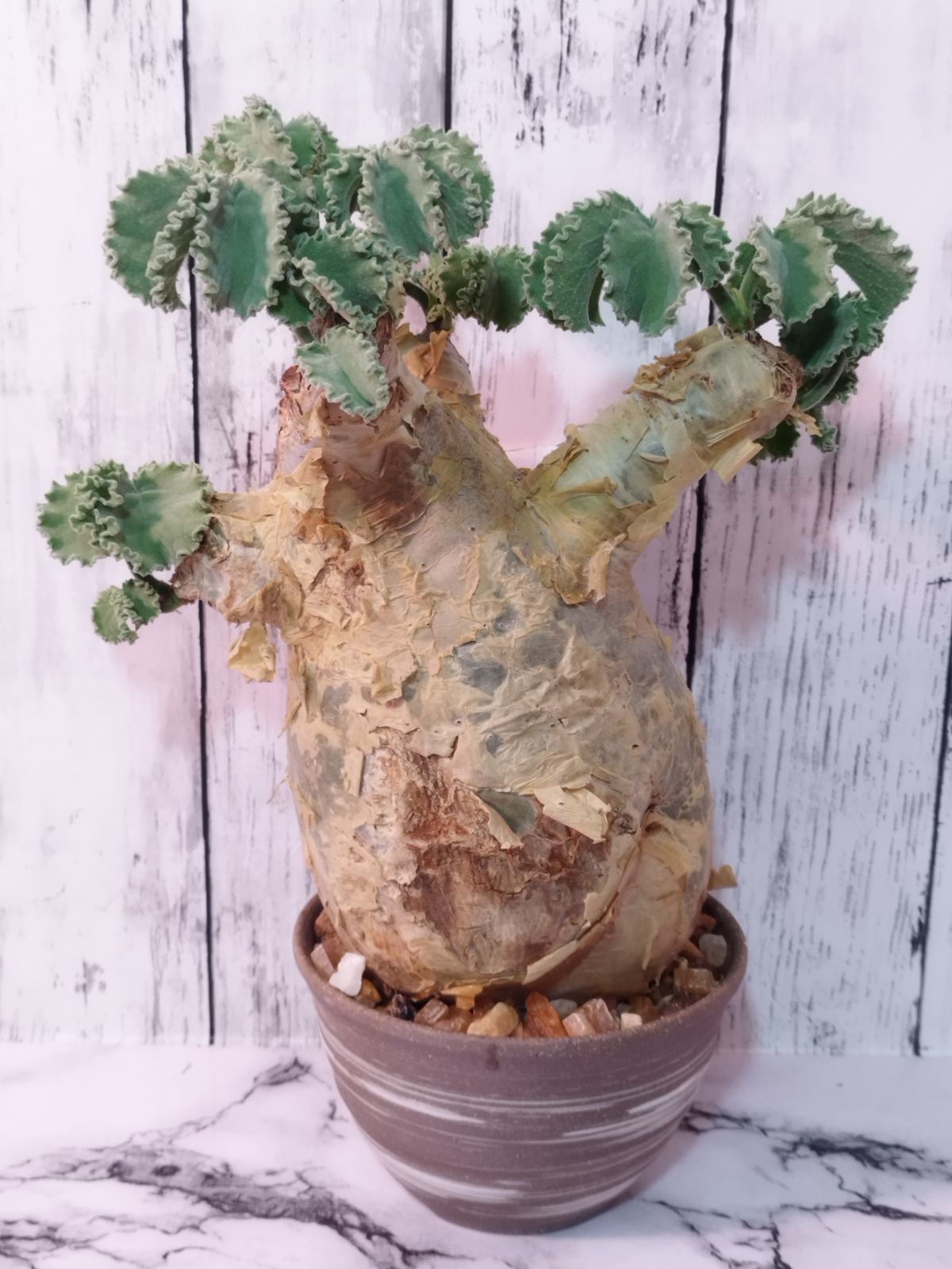 発根済 大株 良形】 キフォステンマ ウター マクロプス ☆ Cyphostemma