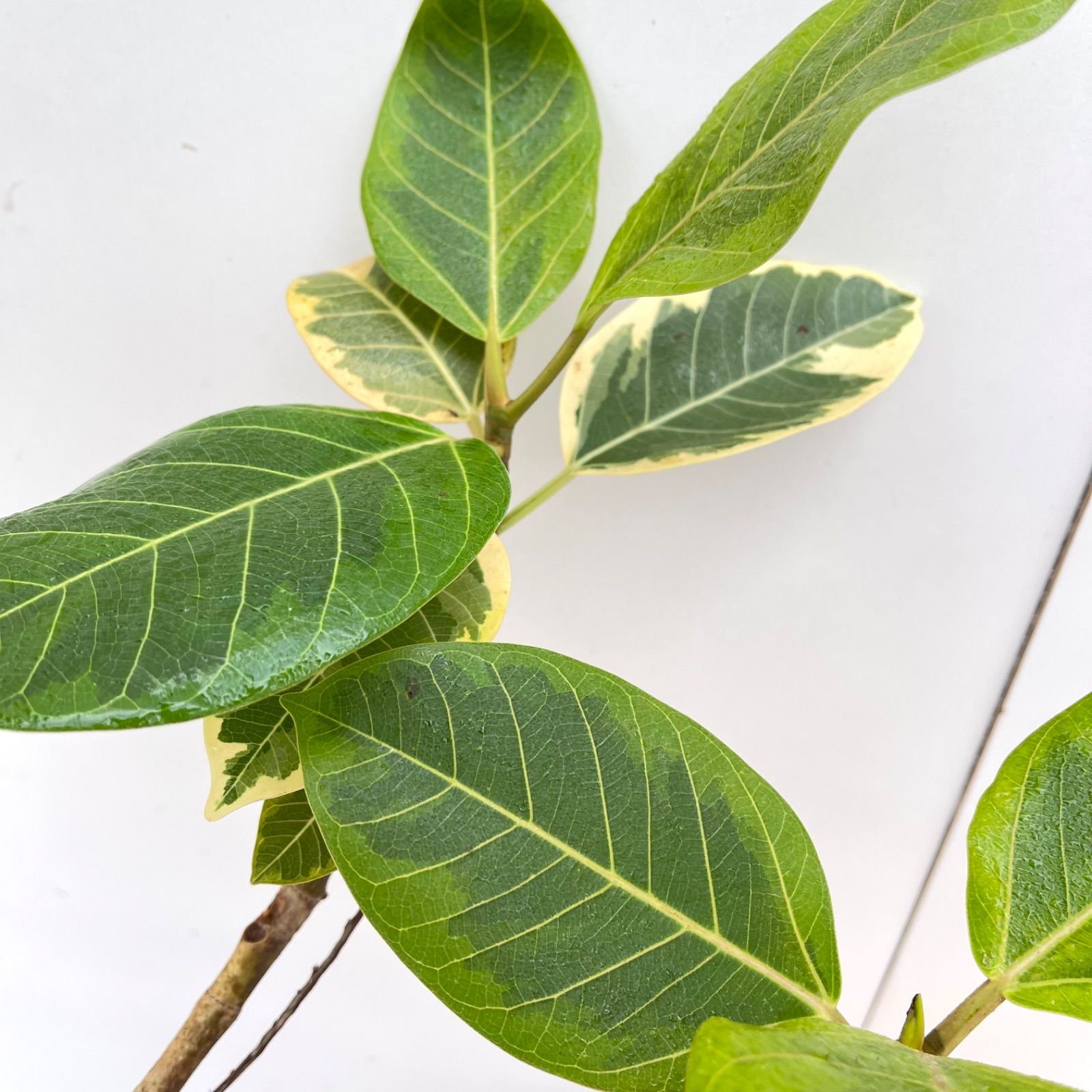 専用※ フィカス アルテシマ 大型 3【現品】観葉植物 室内 現品