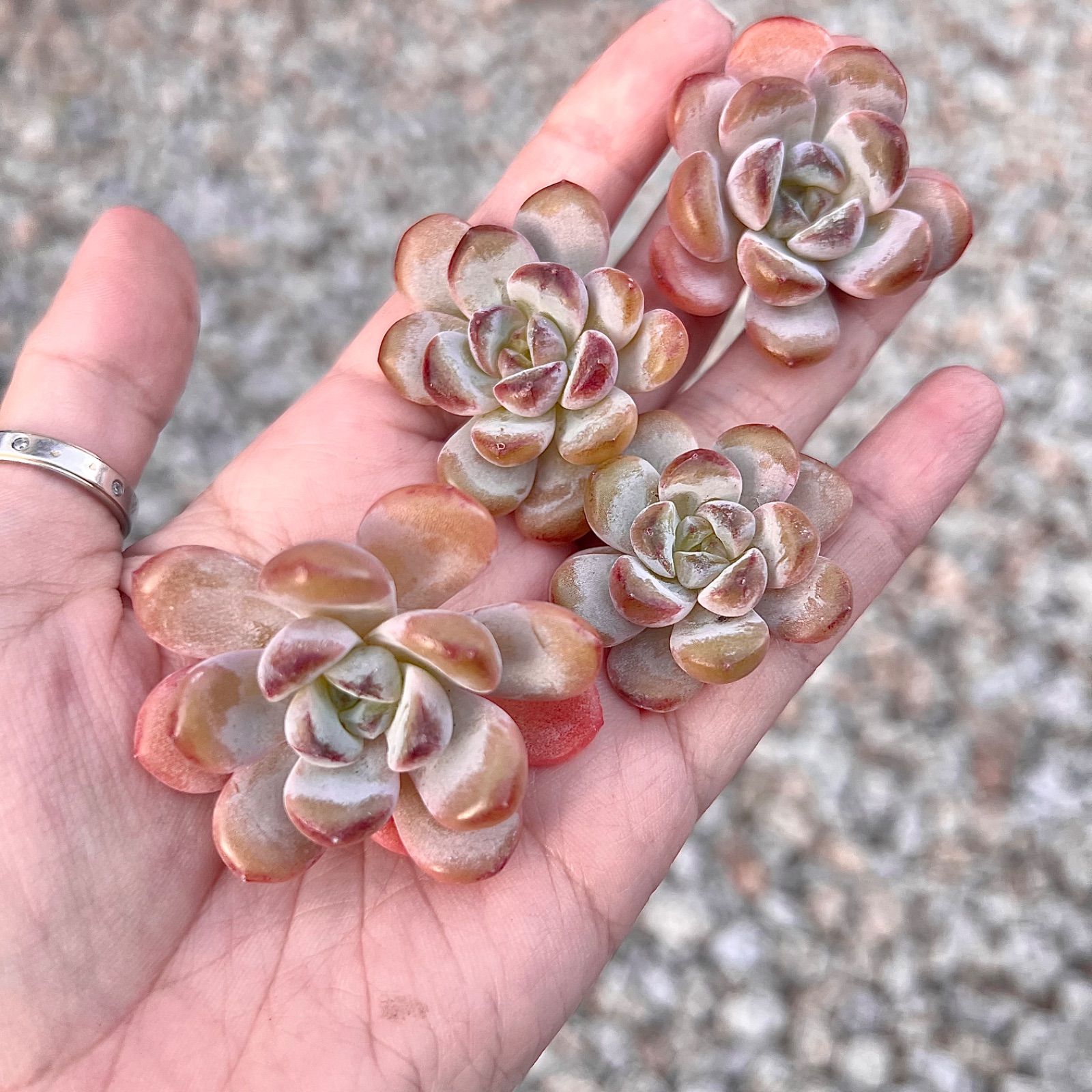 ✨すごくレア✨多肉植物　スターモンロー　韓国苗