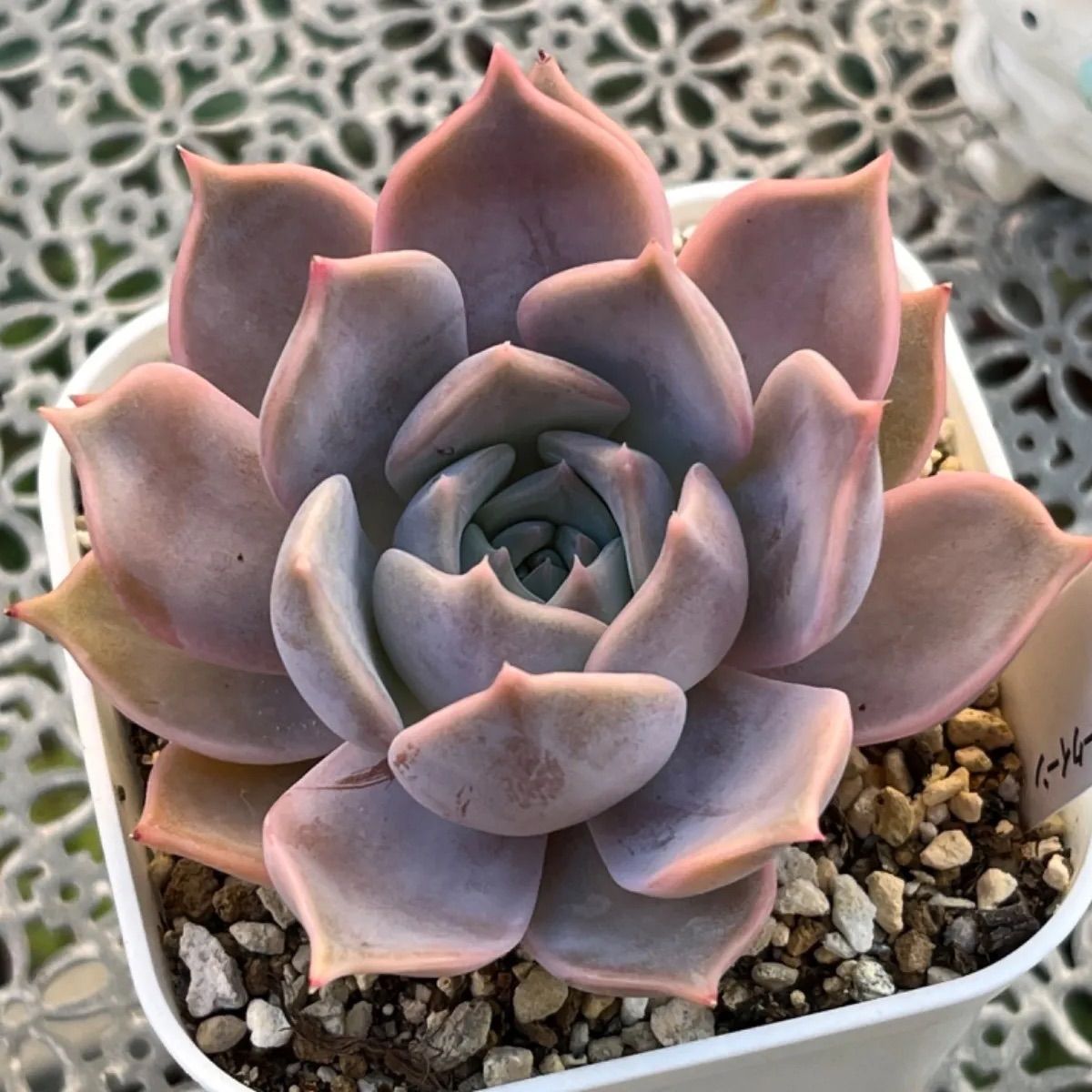 多肉植物 ☘️ チェリークィーン 大きめ苗 抜き苗 - メルカリ