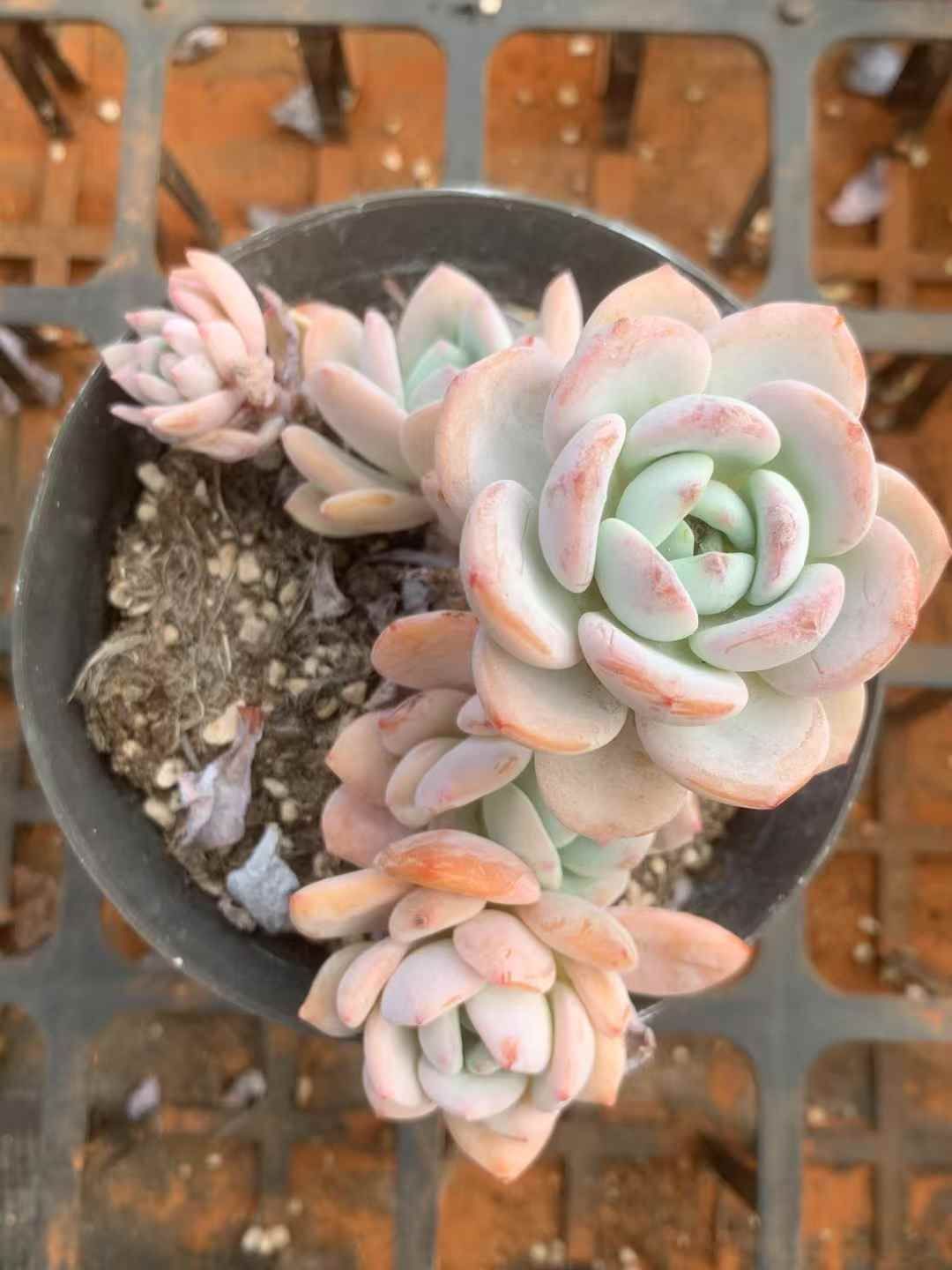 24株の抜き苗セット 冷香 多肉植物 佐川急便発送 エケベリア 韓国苗 LX18