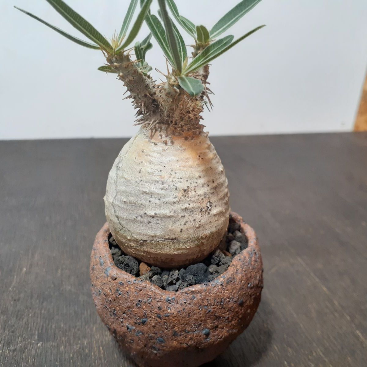 グラキリス パキポディウム 白肌 豆グラ 発根済み 現地球 - メルカリ 