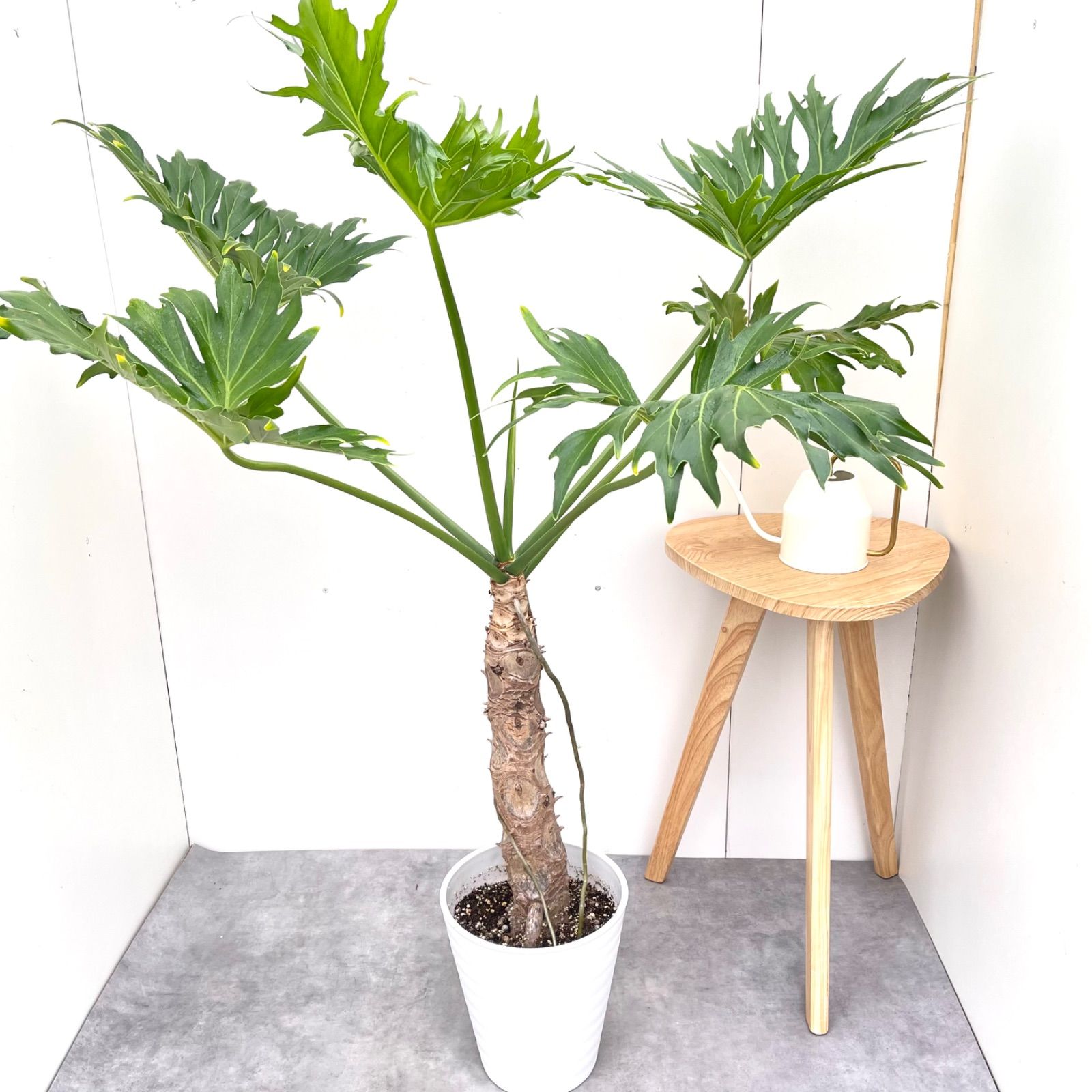 フィロデンドロン セローム 幹上がり 3 現品 観葉植物 室内 大型