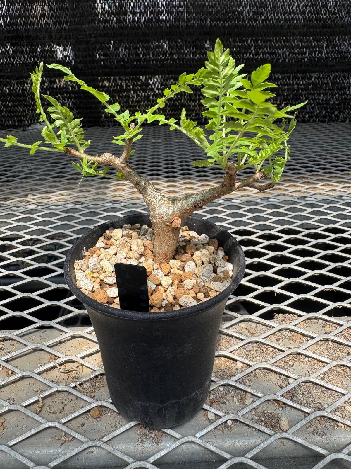 ボスウェリア ネグレクタ 実生 G ボスウェリア ネグレクタ 実生 ②