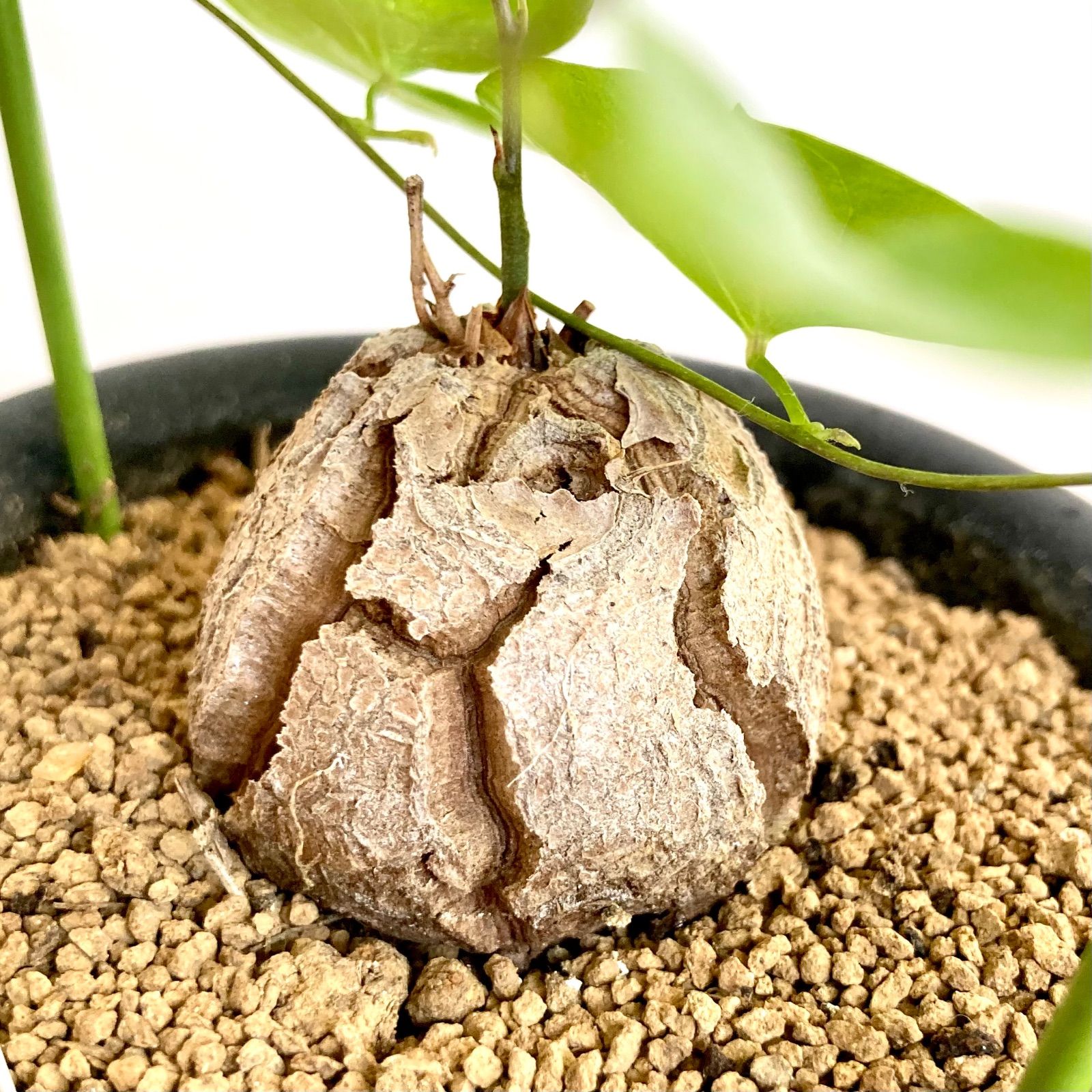 亀甲竜 ディオスコレア エレファンティペス / 多肉植物 塊根植物