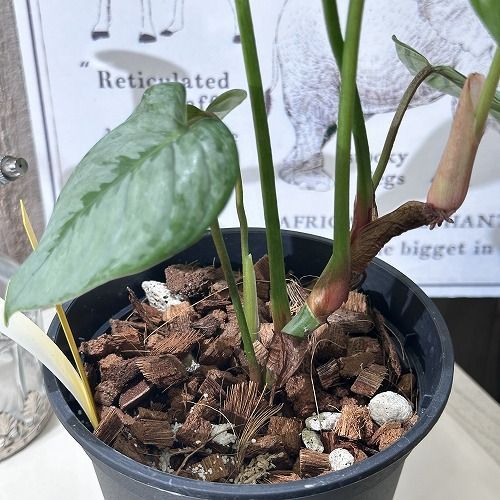 Philodendron ソディロイ 観葉植物 Philodendron ソディロイ