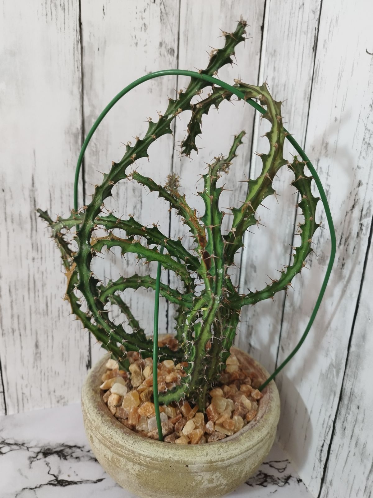 洋風鉢&化粧石仕立て 】ユーフォルビア クンチー Euphorbia knuthii 狗