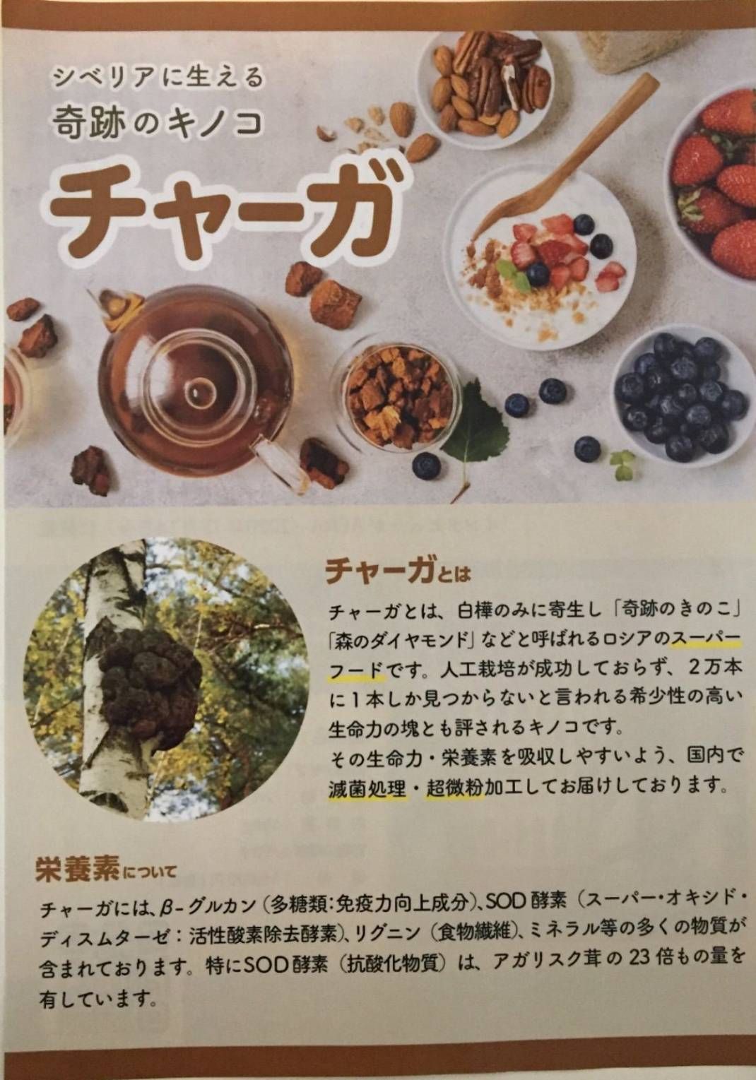 安定性のある チャーガ パウダー ロシア産 無添加 100g 2個セット