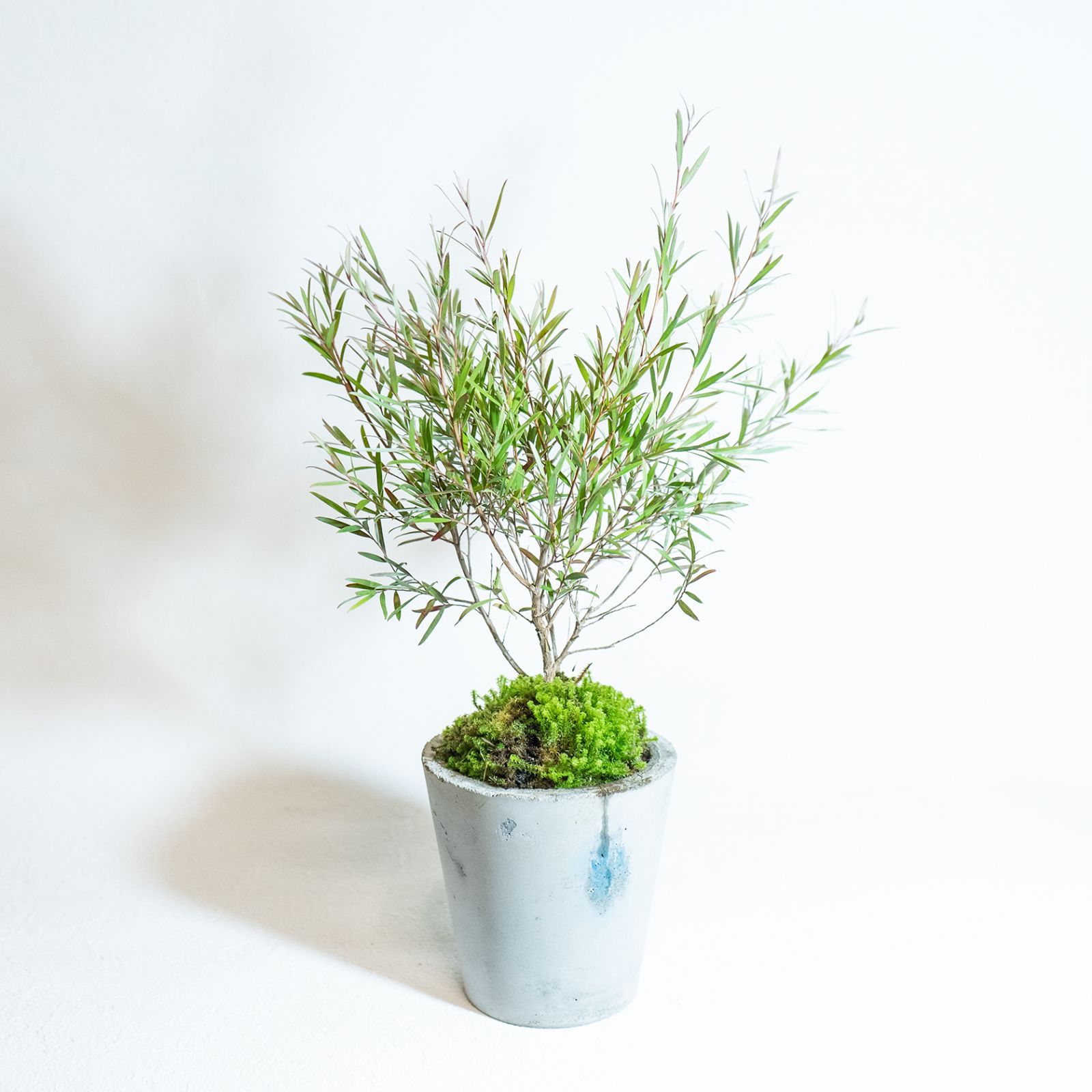 人気の福袋 非売品 新品 未使用 ベランダで育てる観葉植物 ホワイトティーツリーとスナ苔の鉢植え 自作モルタル鉢 植物 観葉植物 Bollywood Palace Fr Bollywood Palace Fr 人気の福袋 非売品 新品 未使用 ベランダで育てる観葉植物 ホワイトティーツリーとスナ苔の鉢植え 自作モルタル鉢 植物 観葉植物 Bollywood Palace Fr Bollywood Palace Fr