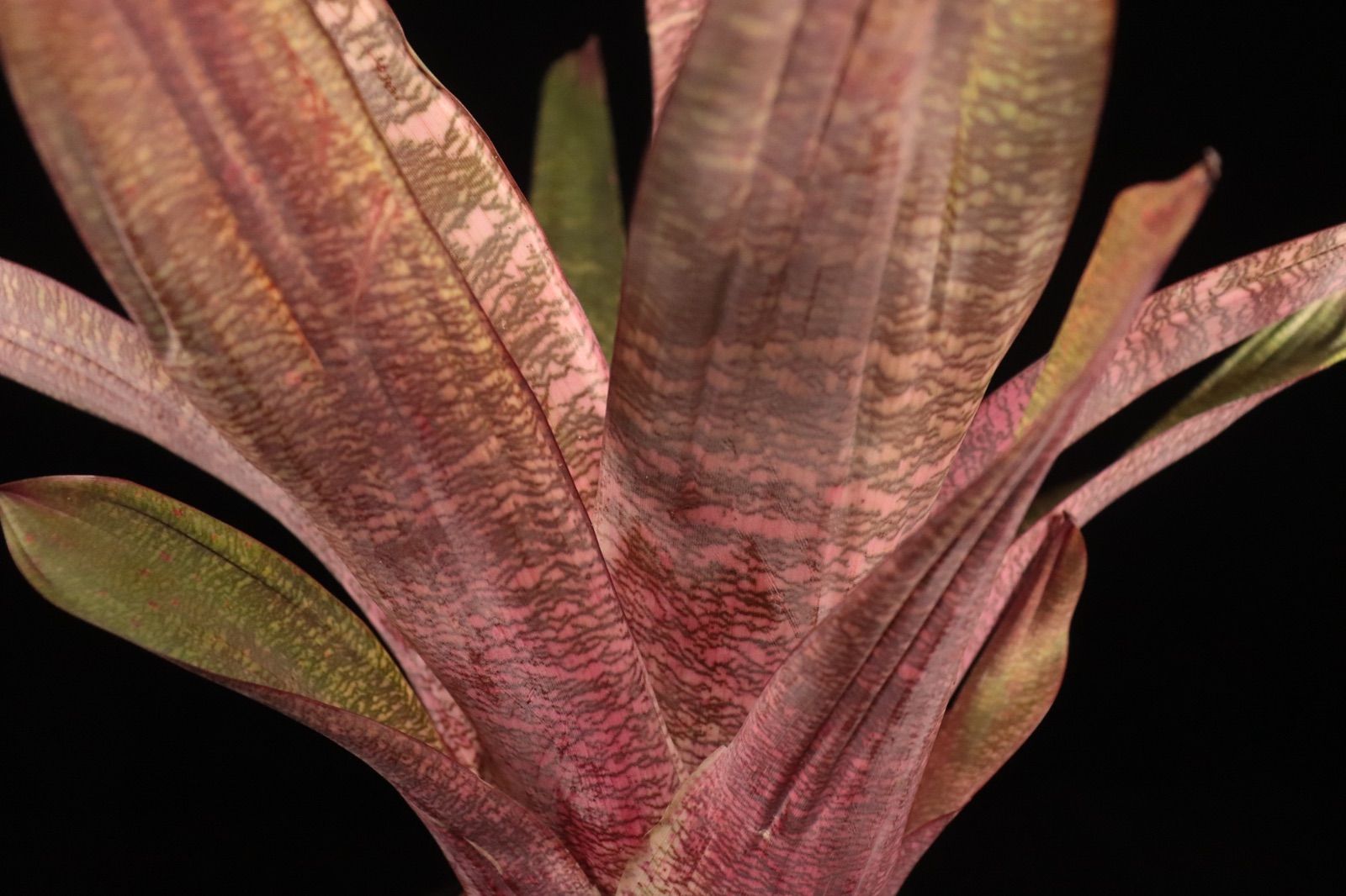 【送料無料】Vriesea 'Swagger'〔フリーセア〕現品発送V133 送料無料】Vriesea 'Swagger'〔フリーセア〕現品発送V133 /@plane