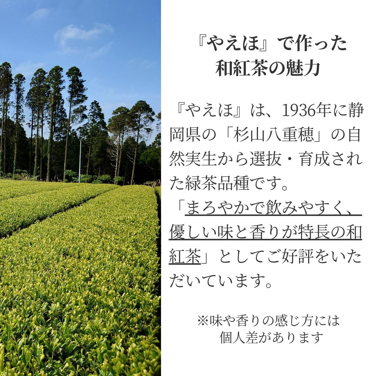 松下製茶 種子島の有機和紅茶ティーバッグ『やえほ』 40g(2.5g×16袋入り)