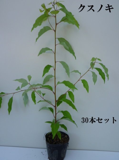 30本セット クスノキ樹高0.5m前後10.5cmポット